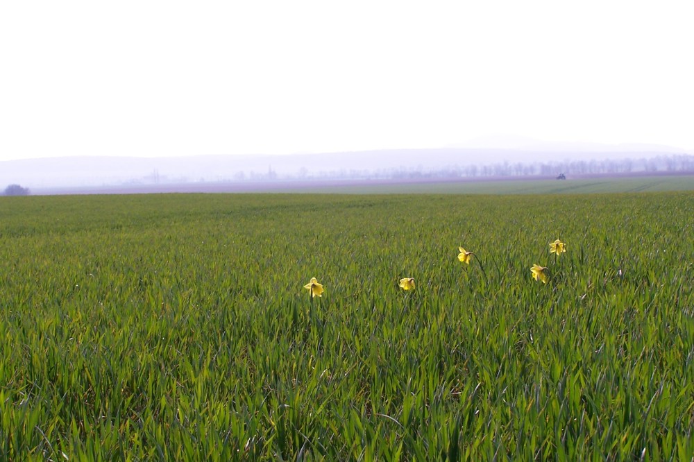 Feld mit fünf Glockenblumen