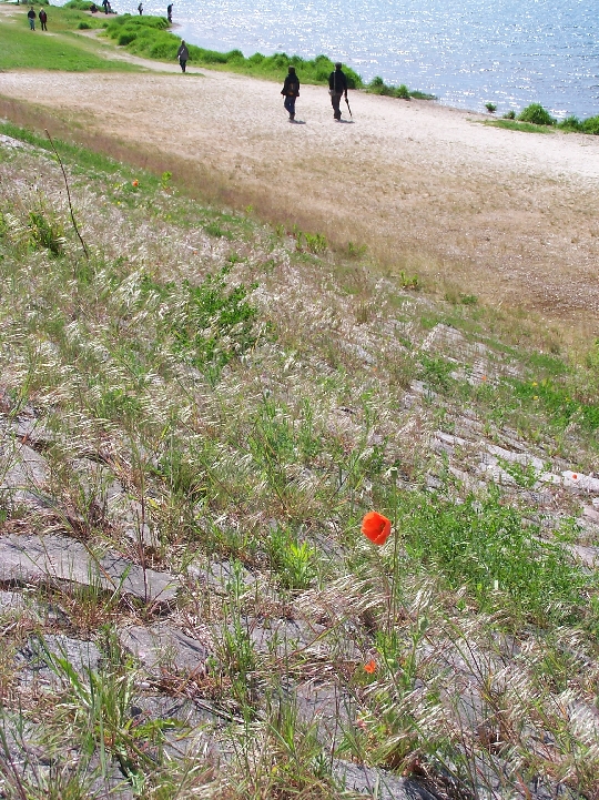 Abschüssiger Hang mit Wiese und zwei Mondblumen, dahinter Strand mit Spaziergängern