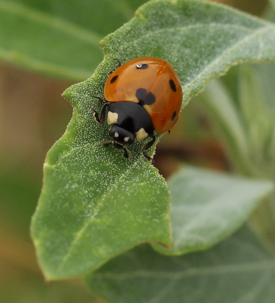 marienkaefer-ausschnitt1