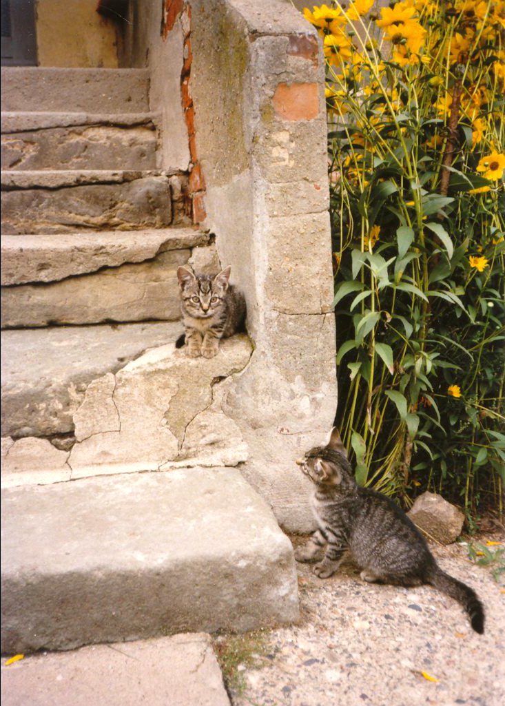 katzenkinder auf treppenstufen