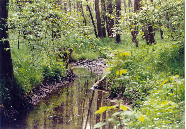Bach im Sommerwald