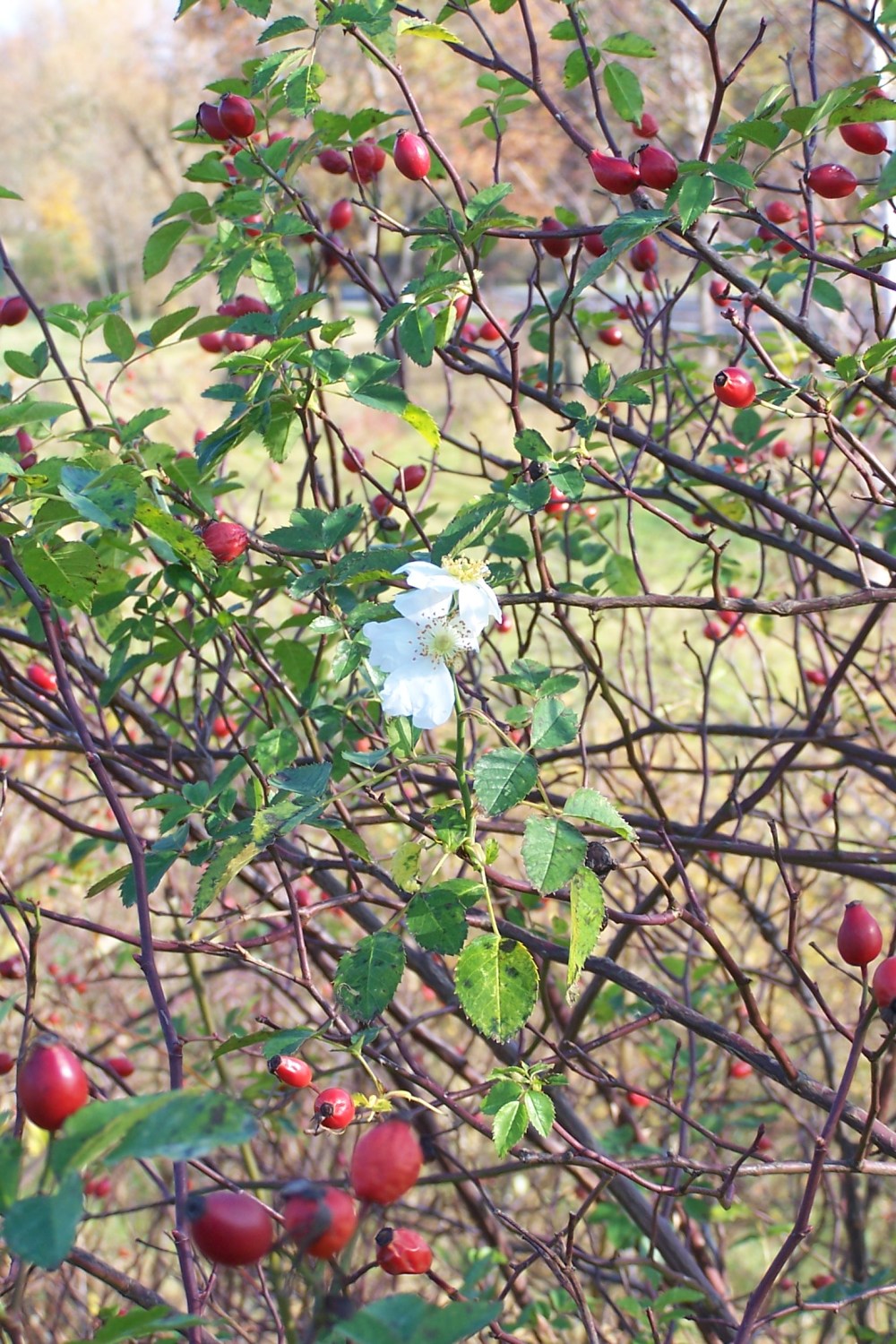 Hagebuttenstrauch mit Blüte