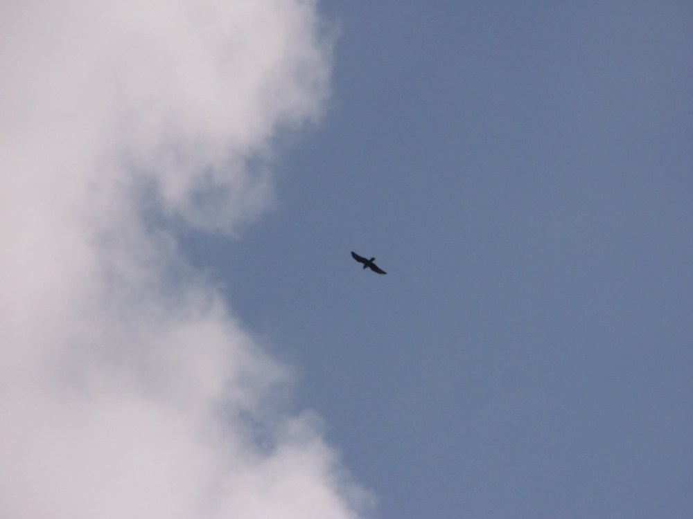 Himmel und Raubvogel