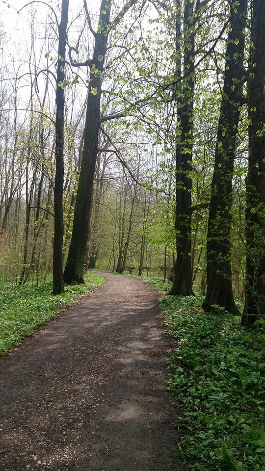 Auwald Waldweg