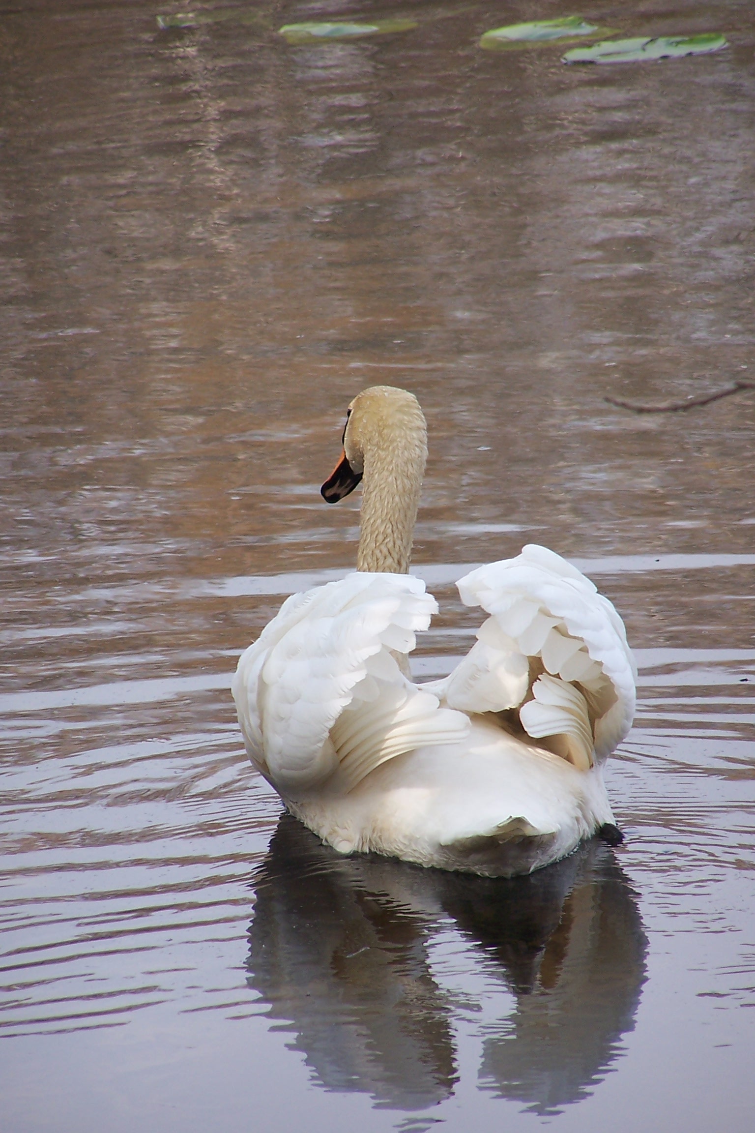 Höckerschwan
