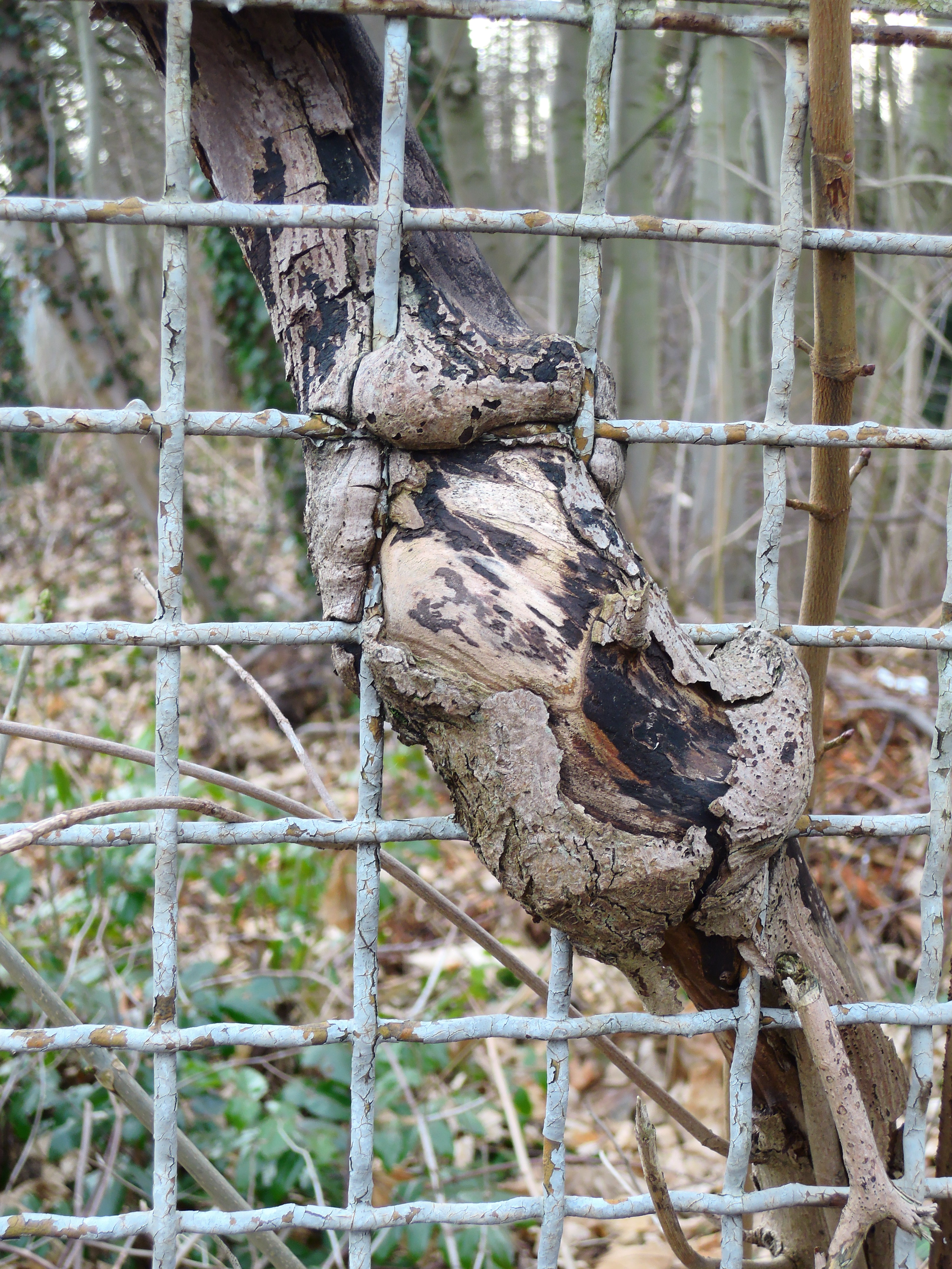 Holz und Zaun
